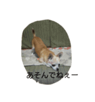チワワ＆ポメラニアン（個別スタンプ：18）