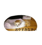 チワワ＆ポメラニアン（個別スタンプ：19）