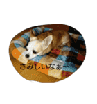 チワワ＆ポメラニアン（個別スタンプ：21）