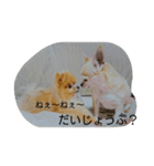 チワワ＆ポメラニアン（個別スタンプ：23）