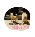チワワ＆ポメラニアン（個別スタンプ：24）