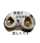チワワ＆ポメラニアン（個別スタンプ：25）