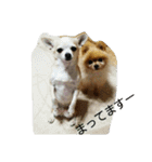 チワワ＆ポメラニアン（個別スタンプ：26）