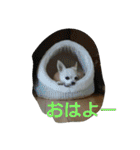チワワ＆ポメラニアン（個別スタンプ：30）