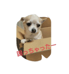 チワワ＆ポメラニアン（個別スタンプ：31）