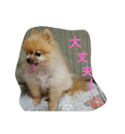 チワワ＆ポメラニアン（個別スタンプ：32）