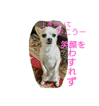 チワワ＆ポメラニアン（個別スタンプ：34）