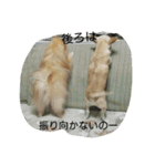 チワワ＆ポメラニアン（個別スタンプ：35）