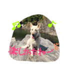 どたばたシェパ日記Ⅲ（個別スタンプ：1）