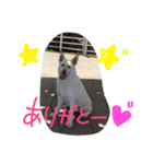 どたばたシェパ日記Ⅲ（個別スタンプ：2）