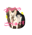 どたばたシェパ日記Ⅲ（個別スタンプ：3）