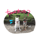 どたばたシェパ日記Ⅲ（個別スタンプ：4）