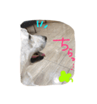 どたばたシェパ日記Ⅲ（個別スタンプ：5）
