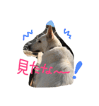 どたばたシェパ日記Ⅲ（個別スタンプ：6）