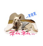 どたばたシェパ日記Ⅲ（個別スタンプ：13）