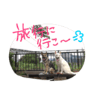 どたばたシェパ日記Ⅲ（個別スタンプ：14）