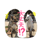 どたばたシェパ日記Ⅲ（個別スタンプ：20）