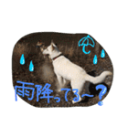 どたばたシェパ日記Ⅲ（個別スタンプ：21）