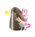 どたばたシェパ日記Ⅲ（個別スタンプ：22）