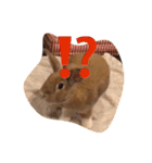 うさぎは表情豊かです（個別スタンプ：5）
