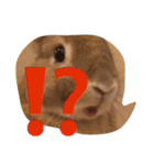 うさぎは表情豊かです（個別スタンプ：8）