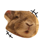 うさぎは表情豊かです（個別スタンプ：13）