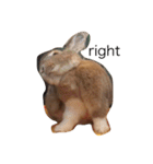 うさぎは表情豊かです（個別スタンプ：15）
