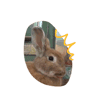うさぎは表情豊かです（個別スタンプ：17）