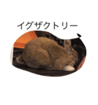 うさぎは表情豊かです（個別スタンプ：18）