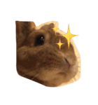 うさぎは表情豊かです（個別スタンプ：20）