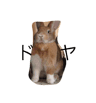 うさぎは表情豊かです（個別スタンプ：24）