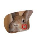 うさぎは表情豊かです（個別スタンプ：25）