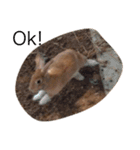 うさぎは表情豊かです（個別スタンプ：26）