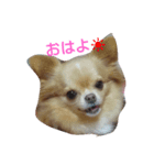 ひめの顔（個別スタンプ：1）