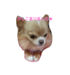 ひめの顔（個別スタンプ：5）