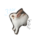 うさぎの琥珀（個別スタンプ：6）