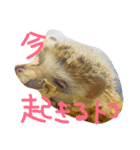 我が家のハリネズミ、にぼしさん（個別スタンプ：2）