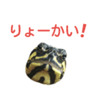 かめ吉 Ver2（個別スタンプ：1）