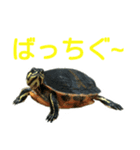 かめ吉 Ver2（個別スタンプ：2）