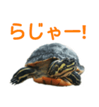 かめ吉 Ver2（個別スタンプ：3）