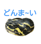 かめ吉 Ver2（個別スタンプ：4）