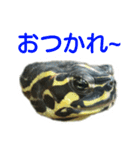 かめ吉 Ver2（個別スタンプ：6）