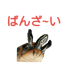 かめ吉 Ver2（個別スタンプ：7）