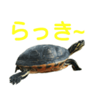 かめ吉 Ver2（個別スタンプ：8）