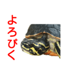 かめ吉 Ver2（個別スタンプ：9）