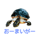 かめ吉 Ver2（個別スタンプ：10）