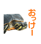 かめ吉 Ver2（個別スタンプ：11）