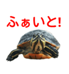 かめ吉 Ver2（個別スタンプ：12）