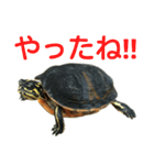 かめ吉 Ver2（個別スタンプ：14）