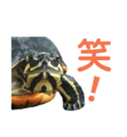 かめ吉 Ver2（個別スタンプ：16）